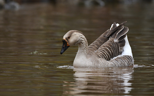 Swimming geese  from Chrome web store to be run with OffiDocs Chromium online