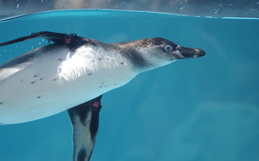 Swimming Penguin  from Chrome web store to be run with OffiDocs Chromium online
