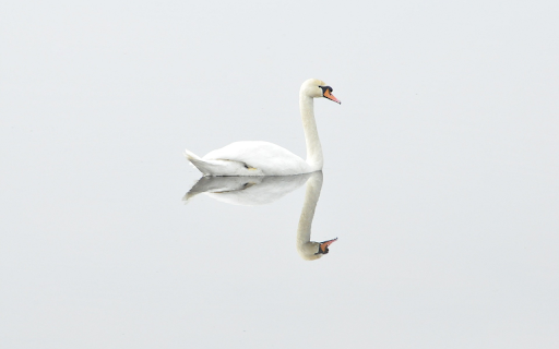 Swimming swans  from Chrome web store to be run with OffiDocs Chromium online