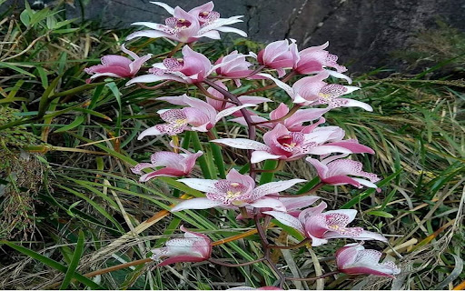 Sword orchid wallpaper  from Chrome web store to be run with OffiDocs Chromium online