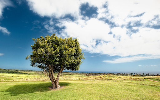Sycamore tree on the lawn  from Chrome web store to be run with OffiDocs Chromium online