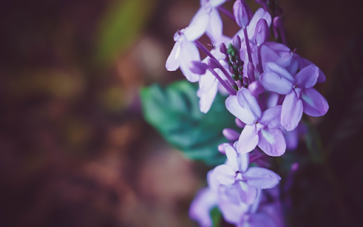 Syringa Oblata A Symphony of Elegance and Fragrance  from Chrome web store to be run with OffiDocs Chromium online