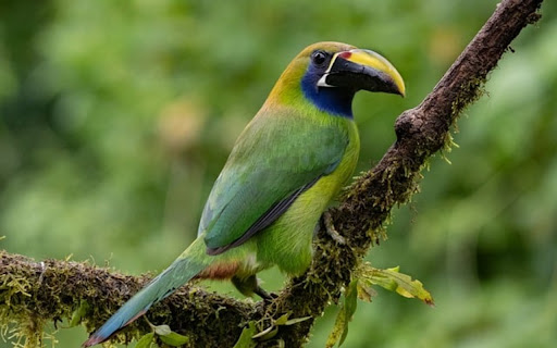TACANET BIRD THEME  from Chrome web store to be run with OffiDocs Chromium online