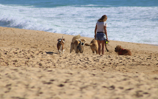 Take your dog to the beach  from Chrome web store to be run with OffiDocs Chromium online