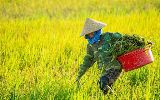 Taking care of fields  from Chrome web store to be run with OffiDocs Chromium online