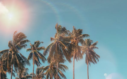 Tall coconut tree  from Chrome web store to be run with OffiDocs Chromium online