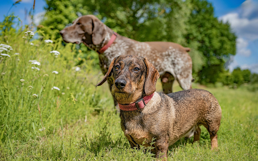 Tall dog, short dog  from Chrome web store to be run with OffiDocs Chromium online