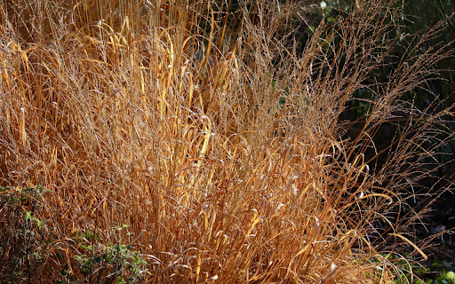 Tall dry grass  from Chrome web store to be run with OffiDocs Chromium online