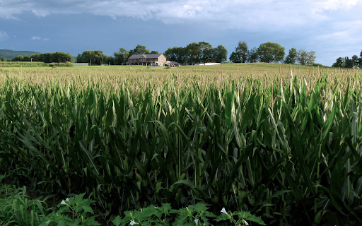 Tall green corn fields  from Chrome web store to be run with OffiDocs Chromium online Tall green corn fields  from Chrome web store to be run with OffiDocs Chromium online