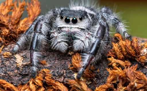 Tarantula  from Chrome web store to be run with OffiDocs Chromium online