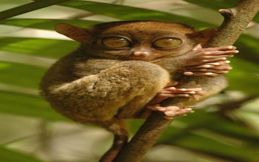 tarsier wallpaper  from Chrome web store to be run with OffiDocs Chromium online