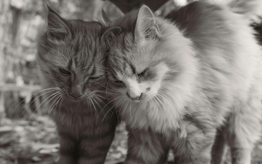 Tender Moment Between Two Fluffy Cats  from Chrome web store to be run with OffiDocs Chromium online