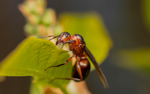 Termite  from Chrome web store to be run with OffiDocs Chromium online