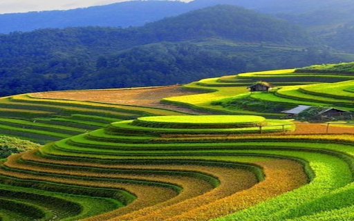 Terraced fields wallpaper  from Chrome web store to be run with OffiDocs Chromium online