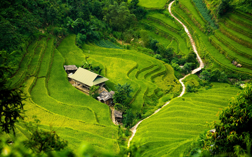 Terraced Rice Fields  from Chrome web store to be run with OffiDocs Chromium online