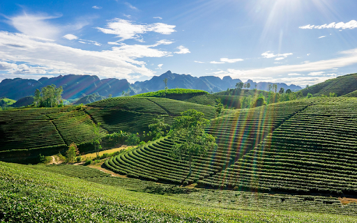 Terraced tea hill  from Chrome web store to be run with OffiDocs Chromium online
