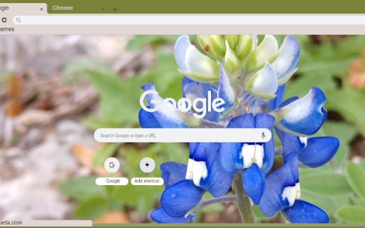 Texas Bluebonnet from Chrome web store to be run with OffiDocs Chromium online Texas Bluebonnet from Chrome web store to be run with OffiDocs Chromium online