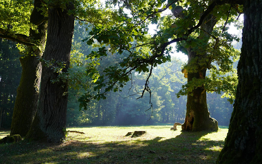 The ancient tree roots  from Chrome web store to be run with OffiDocs Chromium online