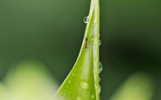 The Ant and the Leaf  from Chrome web store to be run with OffiDocs Chromium online