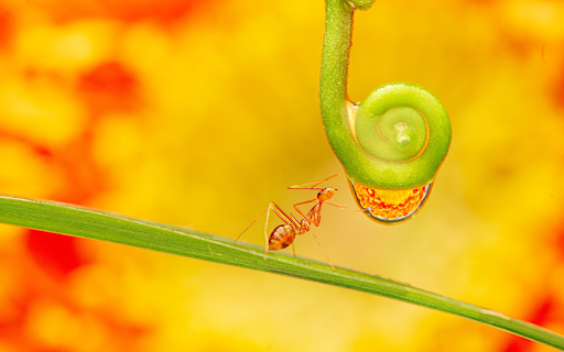 The ant and the thread  from Chrome web store to be run with OffiDocs Chromium online