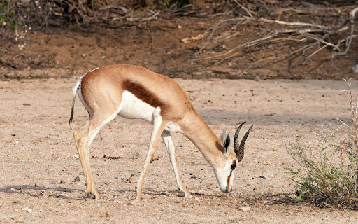 The antelope and his white belly from Chrome web store to be run with OffiDocs Chromium online The antelope and his white belly from Chrome web store to be run with OffiDocs Chromium online