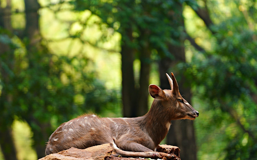 The antelope on the mound  from Chrome web store to be run with OffiDocs Chromium online