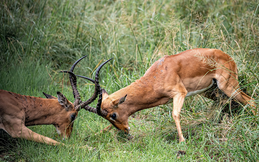 The Antelopes and the Horns  from Chrome web store to be run with OffiDocs Chromium online