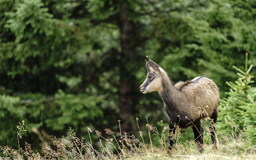 The antelope was bewildered  from Chrome web store to be run with OffiDocs Chromium online