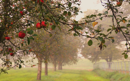 The apple orchard is full of dew  from Chrome web store to be run with OffiDocs Chromium online