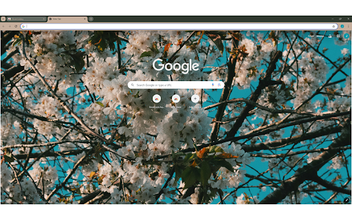 The artistic beauty of white cherry blossoms  from Chrome web store to be run with OffiDocs Chromium online