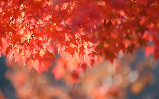 The autumn leaves  from Chrome web store to be run with OffiDocs Chromium online