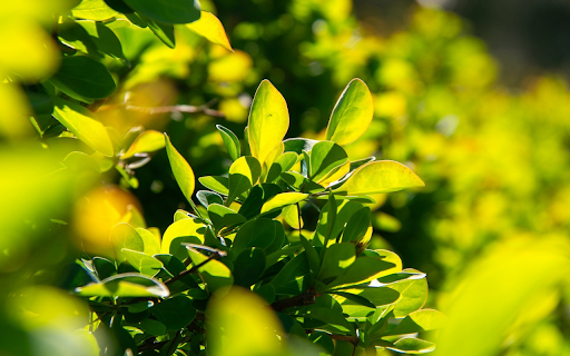 The barberry hedge spring  from Chrome web store to be run with OffiDocs Chromium online