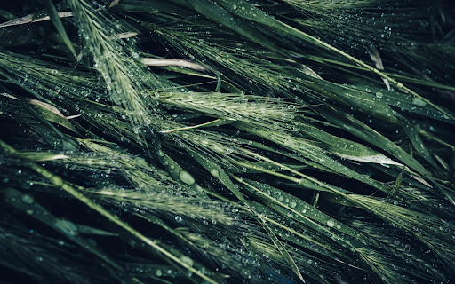 The barley water drops  from Chrome web store to be run with OffiDocs Chromium online