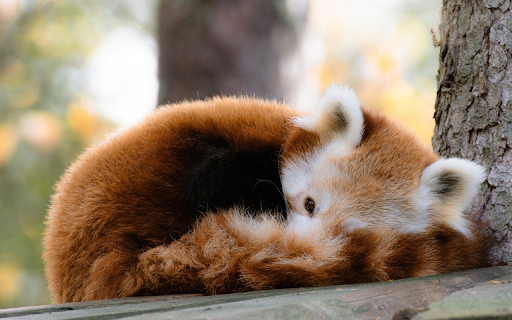 The bear cowered  from Chrome web store to be run with OffiDocs Chromium online