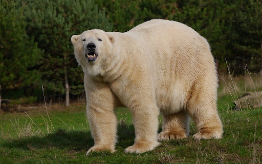 The bear has opaque white fur  from Chrome web store to be run with OffiDocs Chromium online