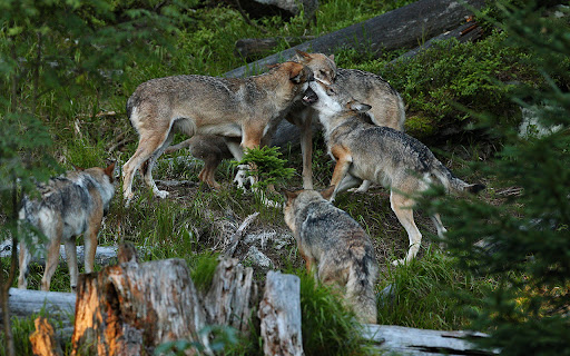 The beautiful and mysterious European gray wolf  from Chrome web store to be run with OffiDocs Chromium online
