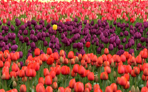 The beds of calypso flowers  from Chrome web store to be run with OffiDocs Chromium online