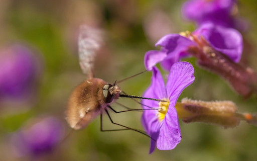 The Bee and the Long Stinger  from Chrome web store to be run with OffiDocs Chromium online