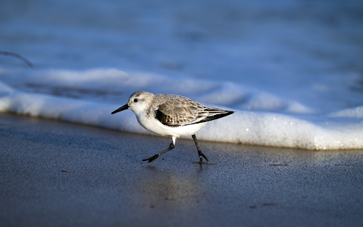 The bird and the sponge  from Chrome web store to be run with OffiDocs Chromium online