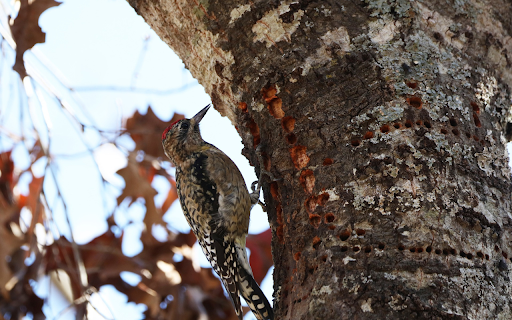 The bird and the tree  from Chrome web store to be run with OffiDocs Chromium online
