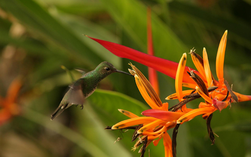 The Bird and the Yellow Flower  from Chrome web store to be run with OffiDocs Chromium online