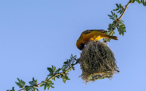 The bird builds a nest  from Chrome web store to be run with OffiDocs Chromium online