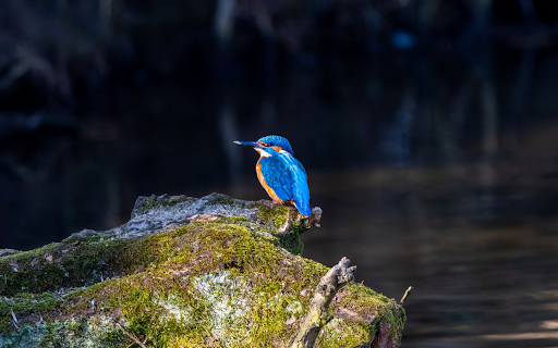 The Bird by the Stream  from Chrome web store to be run with OffiDocs Chromium online