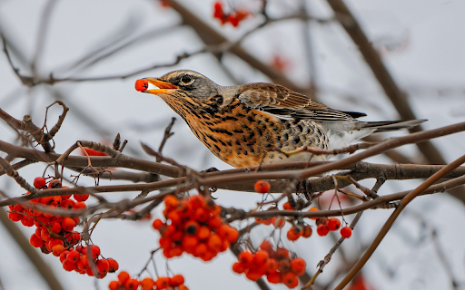 The bird eats red fruit from Chrome web store to be run with OffiDocs Chromium online The bird eats red fruit from Chrome web store to be run with OffiDocs Chromium online