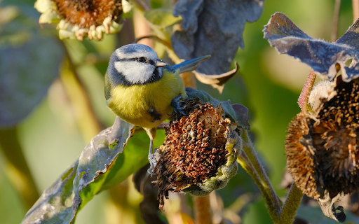 The bird eats seeds  from Chrome web store to be run with OffiDocs Chromium online