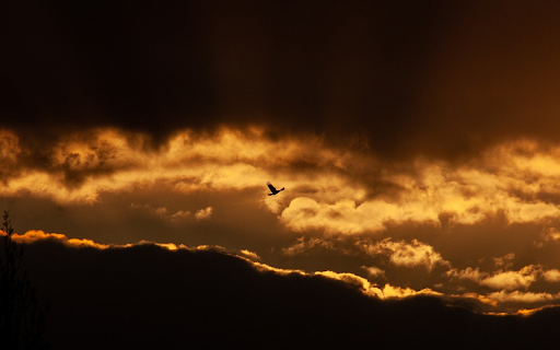 The bird flies  from Chrome web store to be run with OffiDocs Chromium online