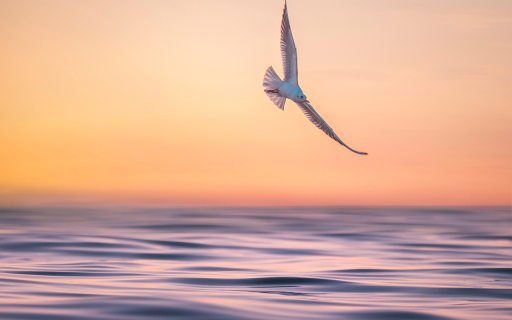 The bird flies sideways  from Chrome web store to be run with OffiDocs Chromium online