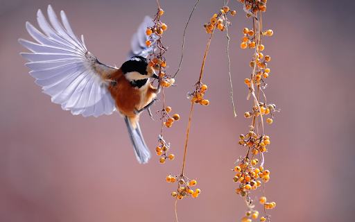 The bird fluttering berries from Chrome web store to be run with OffiDocs Chromium online The bird fluttering berries from Chrome web store to be run with OffiDocs Chromium online