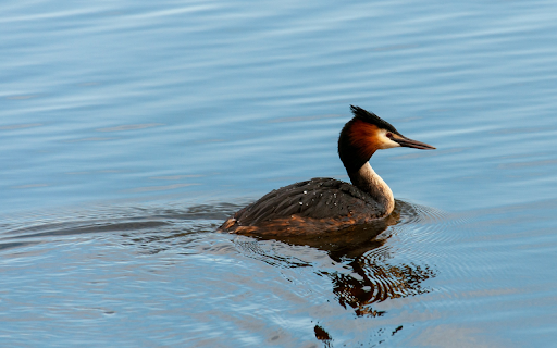 The bird great crested grebe  from Chrome web store to be run with OffiDocs Chromium online
