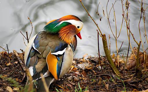 The Bird Is Brilliant  from Chrome web store to be run with OffiDocs Chromium online